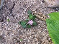 centaurea_aegialophila