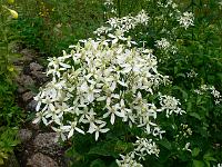 clematis_recta