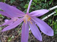 colchicum_-_hoest-tidloes_-_noegen_jomfru