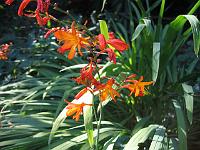 crocosmia_x_crocosmiiflora_-_montbretia