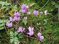 cyclamen