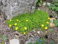 delosperma_nubigenum