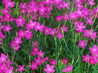 dianthus_myrtinervis