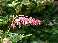 dicentra_spectabilis_-_loejtnantshjerte