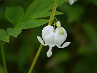 dicentra_spectabilis_alba