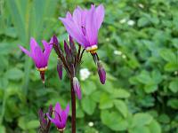 dodecatheon_meadia