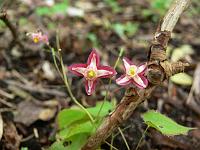 epimedium_rubrum_-_roed_bispehue