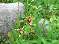 epipactis_gigantea_-_hullaebe