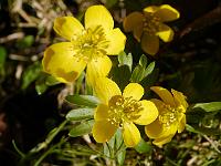 eranthis_hyemalis_-_erantis