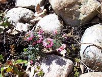 erica_fra_dolomitterne