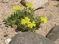 eriogonum_umbellatum