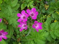 erodium_manescavii_-_hejrenaeb