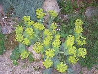 euphorbia_myrsinites