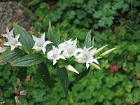 gentiana_asclepiadea_alba_-_hvid_svalerodensian