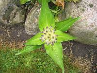 gentiana_tibetica_-_tibetansk_ensian