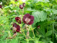 geranium_phaeum_-_mourning_widow