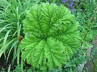 gunnera_tinctoria