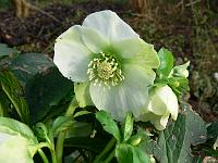 helleborus_-_julerose