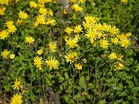 hieracium_maculatum_leopard