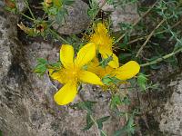 hypericum_olympicum_-_perikon