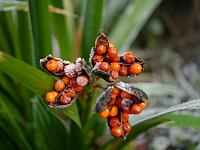 iris_foetidissima