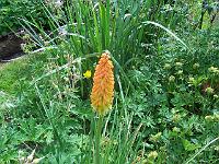 kniphofia_-_raketblomst