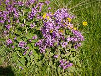 lunaria_annua_-_judaspenge