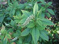 lysimachia_clethroides_-_hvid_fredloes