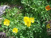 meconopsis_cambrica