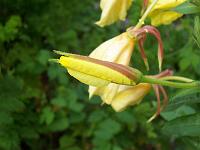 oenothera_biennis_-_natlys_-_klokken_8