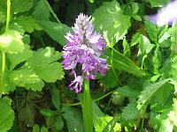 orchis_militaris