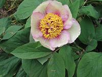 paeonia_cambessedesii