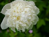 paeonia_lactiflora_festiva_maxima