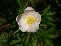 paeonia_lactiflora_miss_america