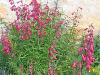 penstemon_andenken_an_friedrich_hahn_(garnet)