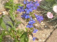 penstemon_azureus