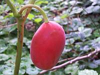 podophyllum_hexandrum_-_fodblad