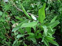 polygonatum_odoratum