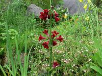 primula_anisodora