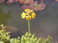 primula_aurantiaca