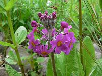 primula_beesiana