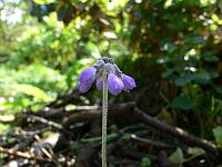 primula_concholoba