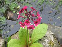 primula_japonica