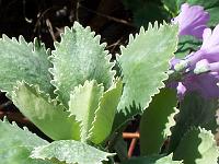 primula_marginata