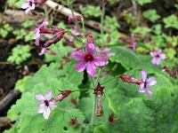 primula_mollis