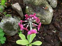 primula_pulverulenta