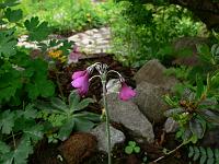 primula_secundiflora