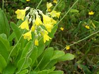 primula_sikkimensis