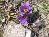 pulsatilla_halleri