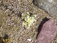 saxifraga_fra_dolomitterne